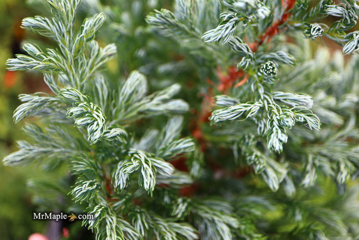 - Chamaecyparis pisifera 'Devon Cream' Dwarf Sawara Cypress - Mr Maple │ Buy Japanese Maple Trees