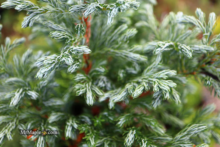 - Chamaecyparis pisifera 'Devon Cream' Dwarf Sawara Cypress - Mr Maple │ Buy Japanese Maple Trees