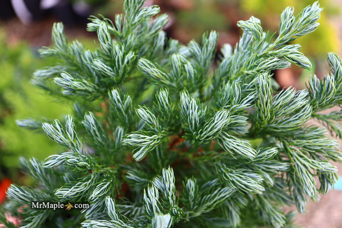- Chamaecyparis pisifera 'Devon Cream' Dwarf Sawara Cypress - Mr Maple │ Buy Japanese Maple Trees