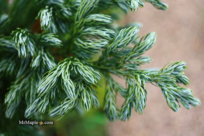 - Chamaecyparis pisifera 'Devon Cream' Dwarf Sawara Cypress - Mr Maple │ Buy Japanese Maple Trees