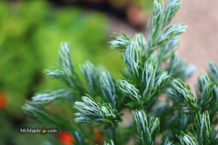- Chamaecyparis pisifera 'Devon Cream' Dwarf Sawara Cypress - Mr Maple │ Buy Japanese Maple Trees