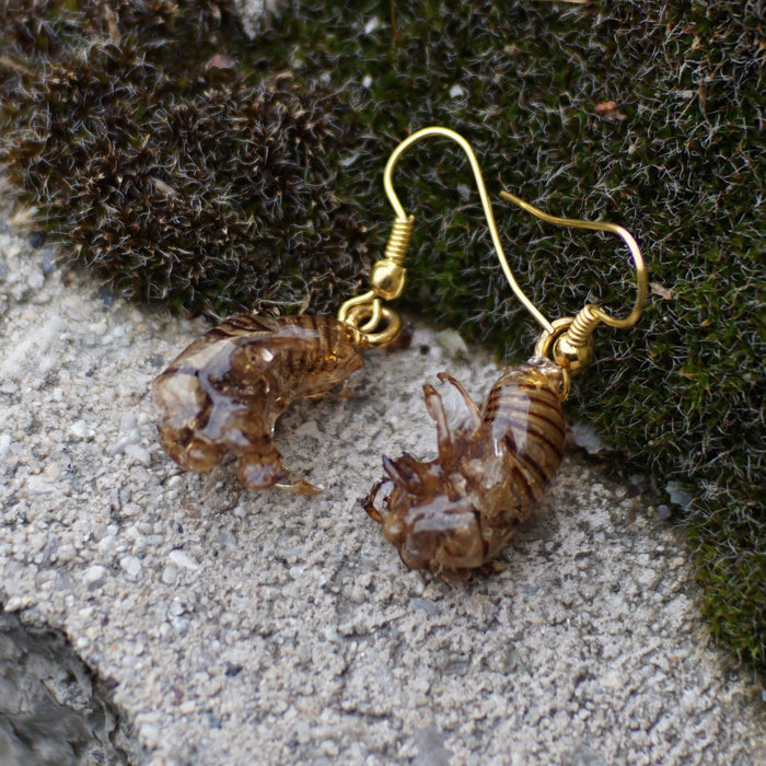 Cicada Husk Earrings