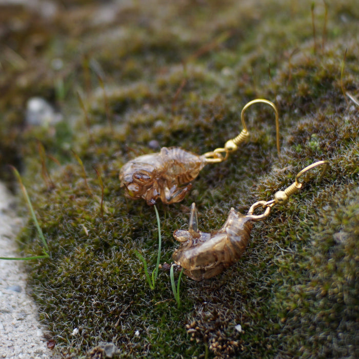 Cicada Husk Earrings