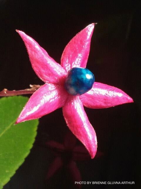 - Clerodendron trichotomum 'Carnival' Glory Tree - Mr Maple │ Buy Japanese Maple Trees