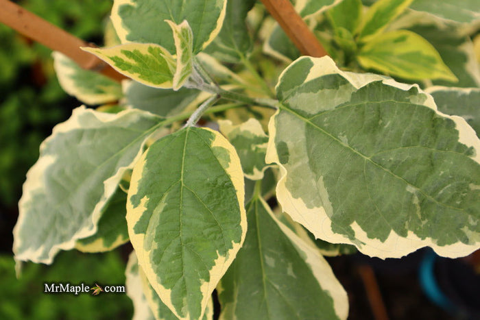 - Clerodendron trichotomum 'Carnival' Glory Tree - Mr Maple │ Buy Japanese Maple Trees