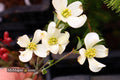 - Cornus florida 'Canis Minimus' White Blooming Dogwood - Mr Maple │ Buy Japanese Maple Trees
