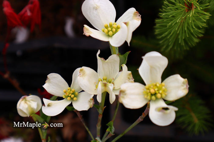 - Cornus florida 'Canis Minimus' White Blooming Dogwood - Mr Maple │ Buy Japanese Maple Trees