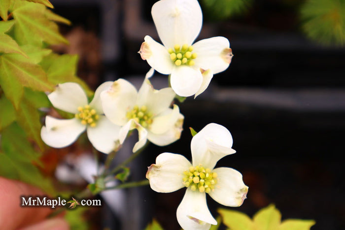 - Cornus florida 'Canis Minimus' White Blooming Dogwood - Mr Maple │ Buy Japanese Maple Trees