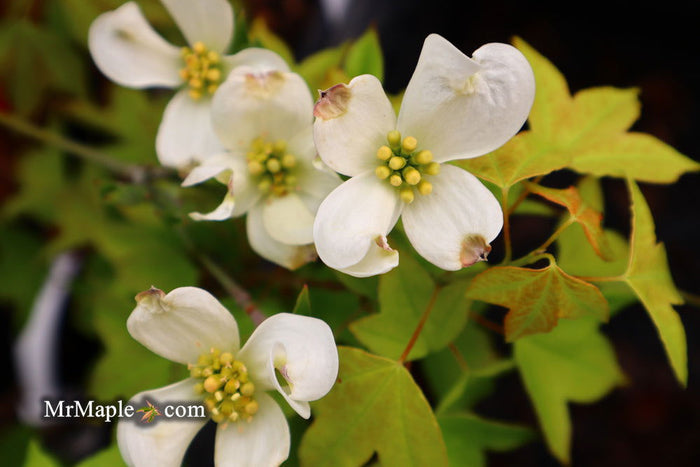 - Cornus florida 'Canis Minimus' White Blooming Dogwood - Mr Maple │ Buy Japanese Maple Trees
