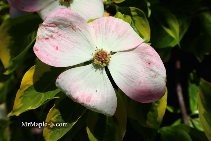 - Cornus kousa 'Celestial Shadow' White Variegated Chinese Dogwood - Mr Maple │ Buy Japanese Maple Trees