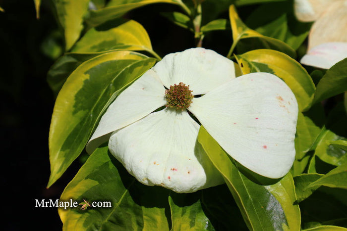 - Cornus kousa 'Celestial Shadow' White Variegated Chinese Dogwood - Mr Maple │ Buy Japanese Maple Trees
