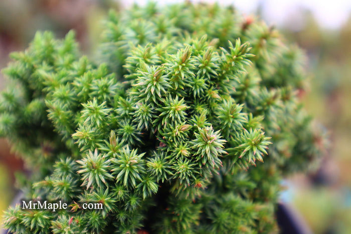 - Cryptomeria japonica 'Compressa' Dwarf Japanese Cedar - Mr Maple │ Buy Japanese Maple Trees