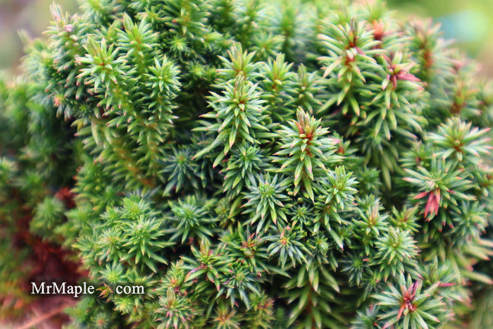 - Cryptomeria japonica 'Compressa' Dwarf Japanese Cedar - Mr Maple │ Buy Japanese Maple Trees