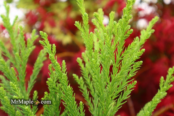 - Cryptomeria japonica 'Kitayama' Dwarf Japanese Cedar - Mr Maple │ Buy Japanese Maple Trees