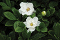 - Gardenia jasminoides 'Buttons' Fragrant Cape Jasmine - Mr Maple │ Buy Japanese Maple Trees