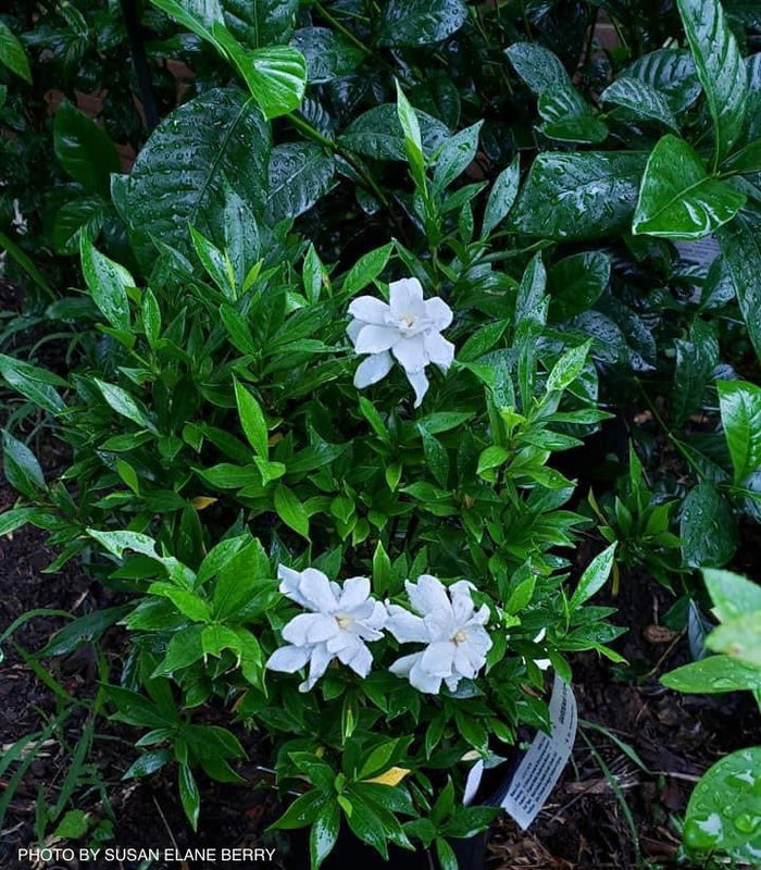 - Gardenia jasminoides 'Frostproof' Fragrant Cape Jasmine - Mr Maple │ Buy Japanese Maple Trees