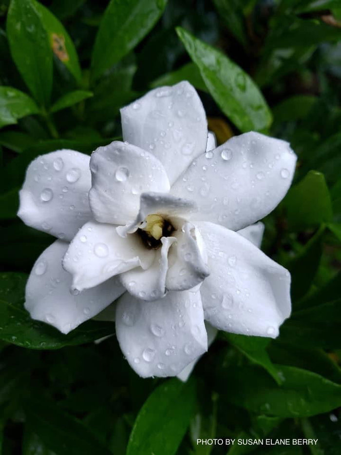- Gardenia jasminoides 'Frostproof' Fragrant Cape Jasmine - Mr Maple │ Buy Japanese Maple Trees
