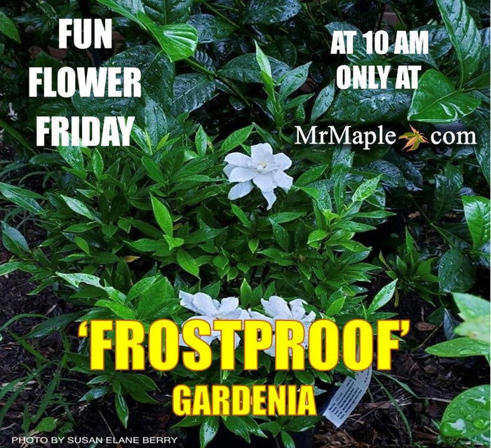 - Gardenia jasminoides 'Frostproof' Fragrant Cape Jasmine - Mr Maple │ Buy Japanese Maple Trees