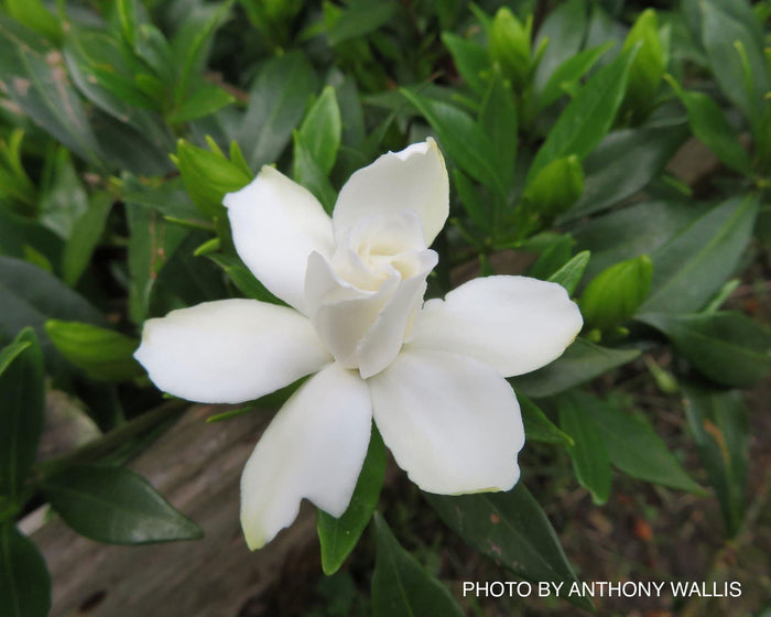 - Gardenia jasminoides 'Radicans’ Dwarf Fragrant Cape Jasmine - Mr Maple │ Buy Japanese Maple Trees