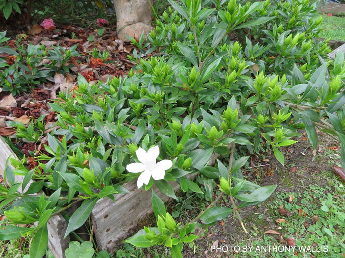 - Gardenia jasminoides 'Radicans’ Dwarf Fragrant Cape Jasmine - Mr Maple │ Buy Japanese Maple Trees