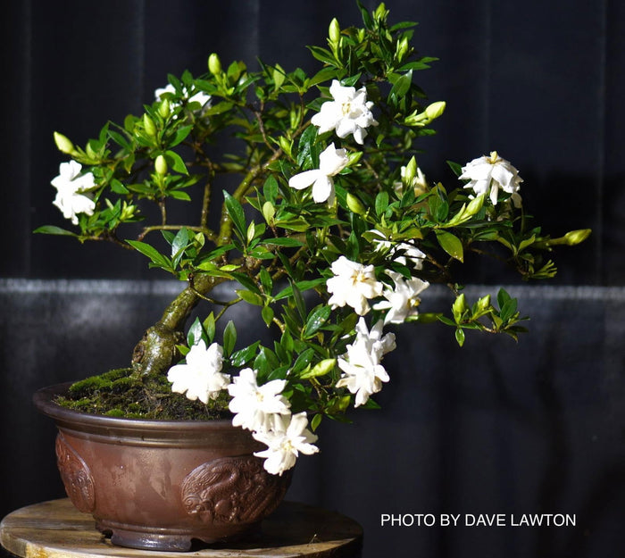 - Gardenia jasminoides 'Radicans’ Dwarf Fragrant Cape Jasmine - Mr Maple │ Buy Japanese Maple Trees