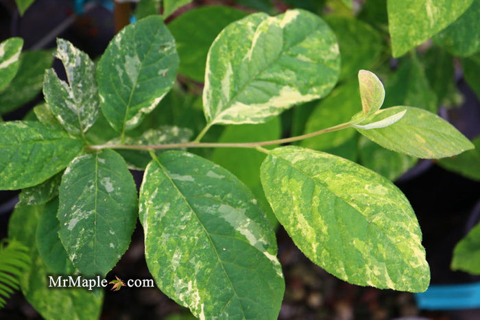 - Halesia tetraptera ‘Silver Splash’ Variegated Silverbell - Mr Maple │ Buy Japanese Maple Trees