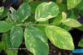 - Halesia tetraptera ‘Silver Splash’ Variegated Silverbell - Mr Maple │ Buy Japanese Maple Trees