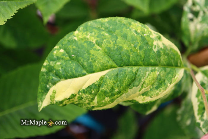- Halesia tetraptera ‘Silver Splash’ Variegated Silverbell - Mr Maple │ Buy Japanese Maple Trees