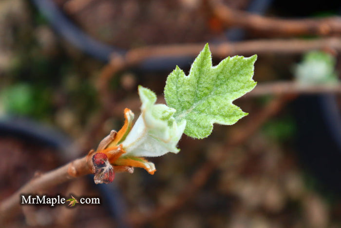- Hydrangea quercifolia 'Snow Queen' Oakleaf Hydrangea - Mr Maple │ Buy Japanese Maple Trees