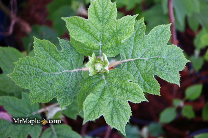 - Hydrangea quercifolia 'Snow Queen' Oakleaf Hydrangea - Mr Maple │ Buy Japanese Maple Trees