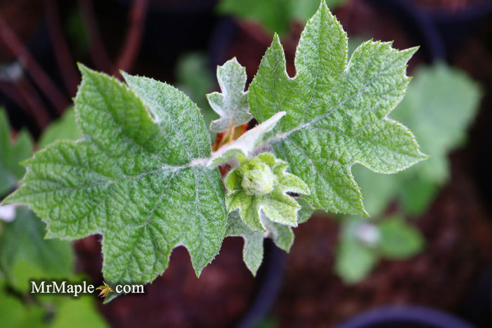 - Hydrangea quercifolia 'Snow Queen' Oakleaf Hydrangea - Mr Maple │ Buy Japanese Maple Trees
