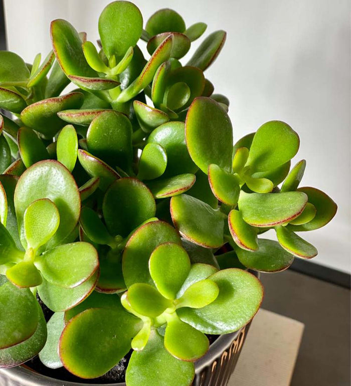 Jade Plant & Pot