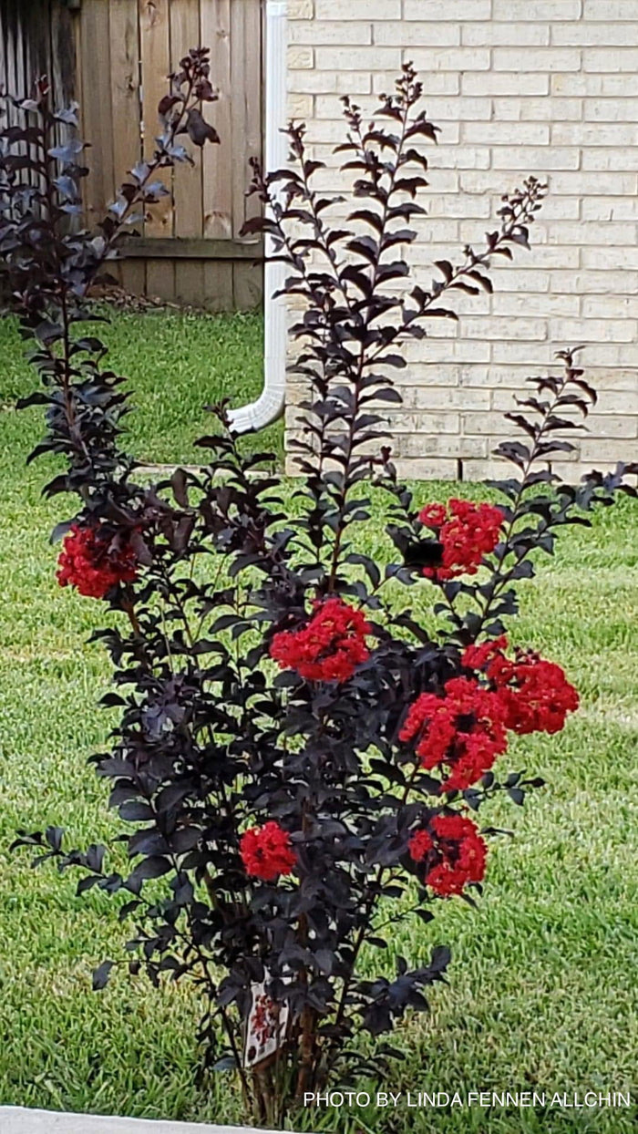 - Lagerstroemia 'Ebony Embers' Red Flowering Crepe Myrtle - Mr Maple │ Buy Japanese Maple Trees