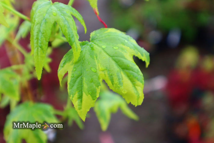 - Liquidambar styraciflua 'Golden Treasure' Sweet Gum - Mr Maple │ Buy Japanese Maple Trees