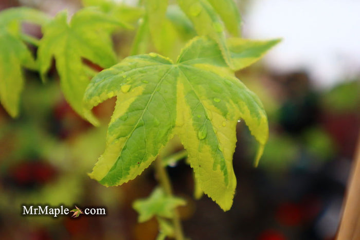 - Liquidambar styraciflua 'Golden Treasure' Sweet Gum - Mr Maple │ Buy Japanese Maple Trees