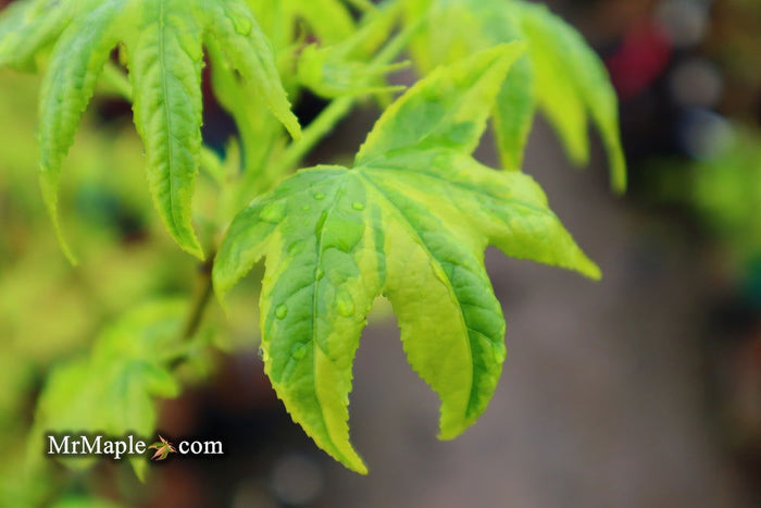 - Liquidambar styraciflua 'Golden Treasure' Sweet Gum - Mr Maple │ Buy Japanese Maple Trees