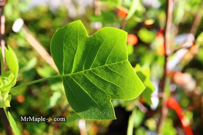 - Liriodendron tulipifera 'Little Volunteer' Tulip Tree Poplar - Mr Maple │ Buy Japanese Maple Trees