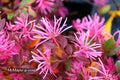 - Loropetalum ‘Daruma' Maroon Leaf Fringe Flower - Mr Maple │ Buy Japanese Maple Trees