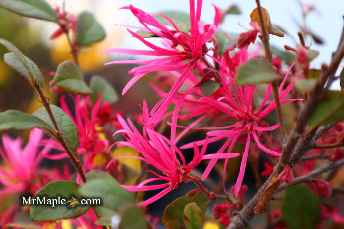 - Loropetalum ‘Daruma' Maroon Leaf Fringe Flower - Mr Maple │ Buy Japanese Maple Trees