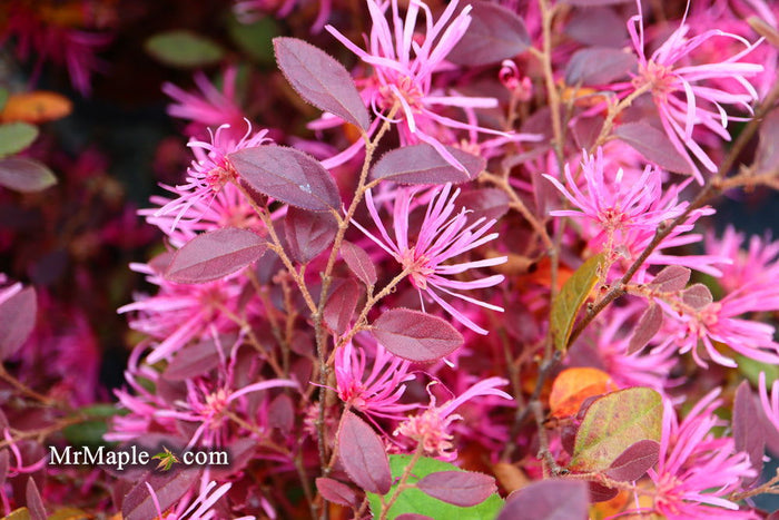 - Loropetalum ‘Daruma' Maroon Leaf Fringe Flower - Mr Maple │ Buy Japanese Maple Trees