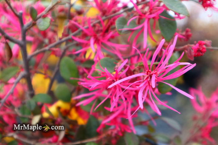 - Loropetalum ‘Daruma' Maroon Leaf Fringe Flower - Mr Maple │ Buy Japanese Maple Trees
