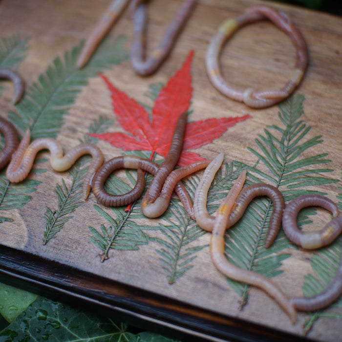 NO Smoking Plaque