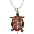 Painted Turtle