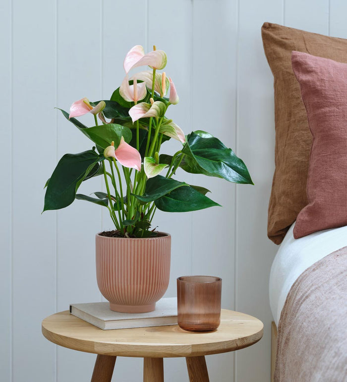 Peach Anthurium