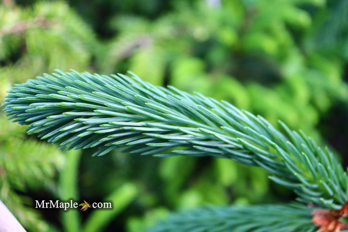 - Picea abies 'Aarburg' Weeping Norway Spruce - Mr Maple │ Buy Japanese Maple Trees