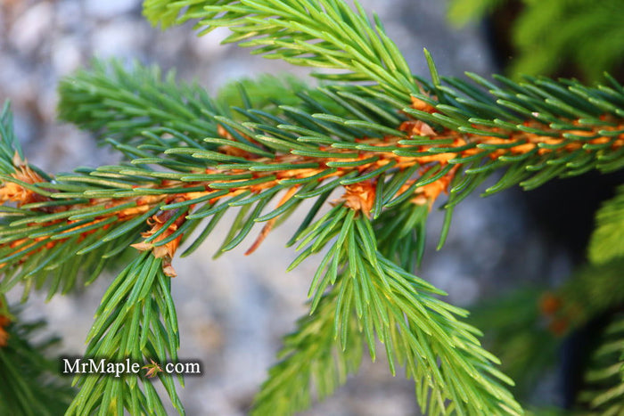 - Picea abies 'Aarburg' Weeping Norway Spruce - Mr Maple │ Buy Japanese Maple Trees