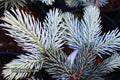 - Picea pungens ‘Hoopsii' Colorado Spruce - Mr Maple │ Buy Japanese Maple Trees