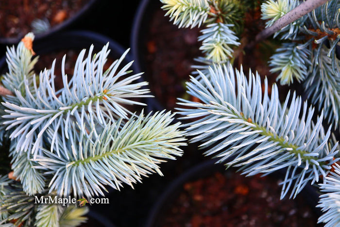 - Picea pungens ‘Hoopsii' Colorado Spruce - Mr Maple │ Buy Japanese Maple Trees