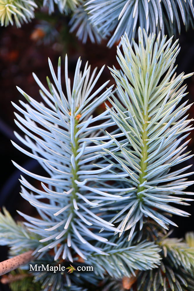 - Picea pungens ‘Hoopsii' Colorado Spruce - Mr Maple │ Buy Japanese Maple Trees