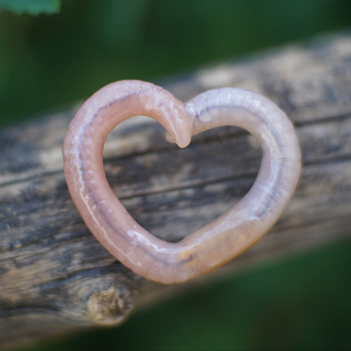Pin Worm